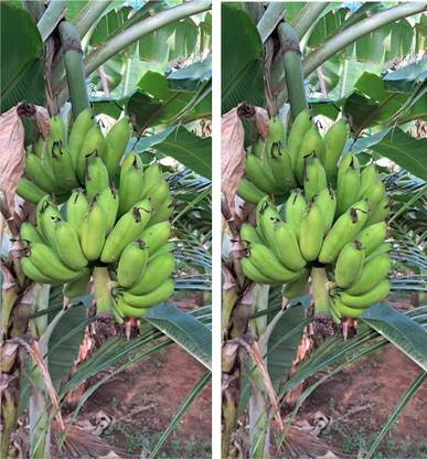 ASPEN Combo Kolikoodu Banana / Rasthali Banana Live Plant / Not a Seed