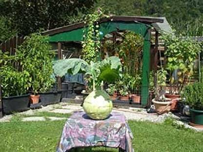 CYBEXIS Heirloom Swiss Variety Giant Kohlrabi Seeds 500 Seeds Seed