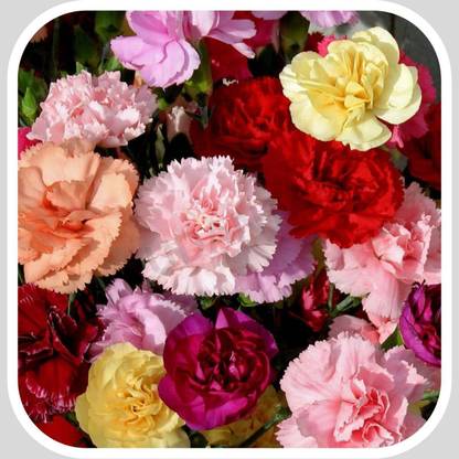 Aywal Carnation Giant Chabaud Mixed Color - Flower Seed