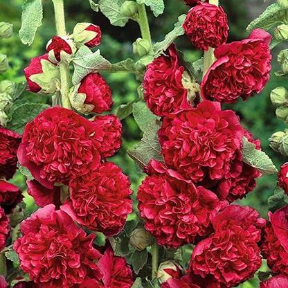 ACCELCROP Hollyhock Mix Flower Seed