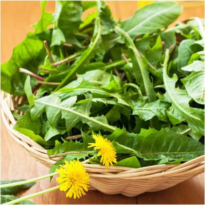 Biosnyg QCO-7 Dandelion Herb (Taraxacum officinale)-[200 Seeds] Seed