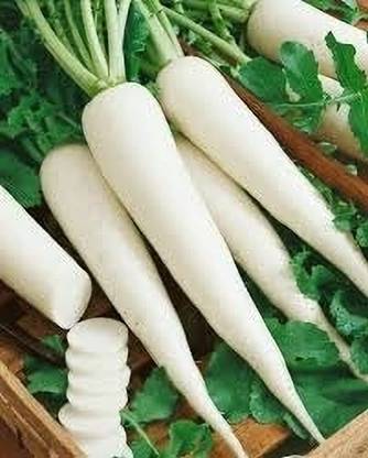jenric Long Redish seeds, Redish seeds, Organic Redish seeds (50 seeds), ???? ?? ???, Muly beej Seed