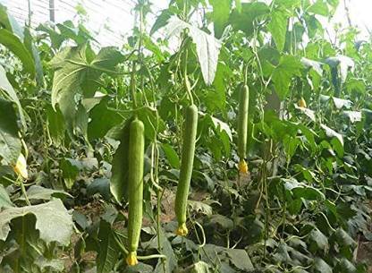 VibeX ® RXI-56 Luffa Sponge Gourd Non-GMO Heirloom Seeds Seed