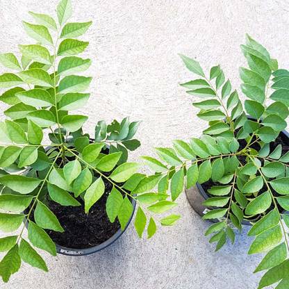 GROWN Curry Leaf | Karipatta | Sweet Neem Plant Seed Kitchen Gardening - 60 Seed