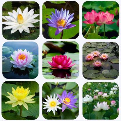 Aywal Lotus Seed