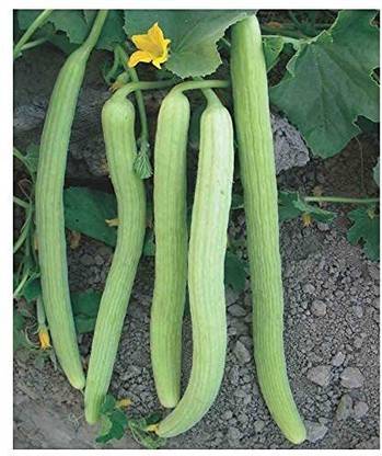 SBGARDEN Armenian Pale Green Cucumber Seeds-SD-150-S2 Seed