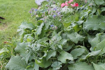 VibeX XL-46 - Blue Borage - (150 Seeds) Seed