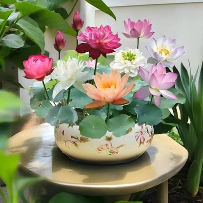 LPR LOTUS Seed