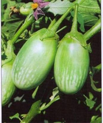 ibains Brinjal tomato seeds Seed
