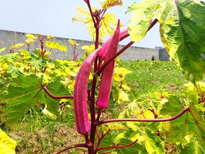 Aywal Red Okra seeds White okra Heirloom F1 Hybrid variety Seed Price ...