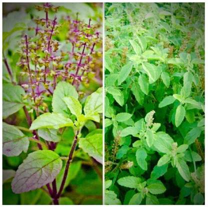 SEEDSART Gorgeous Shyama Tulsi Seeds " Black Tulsi " Organic 70 Seeds , a161 Seed