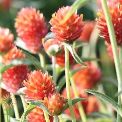 STARKC Orange Gomphrena Seed