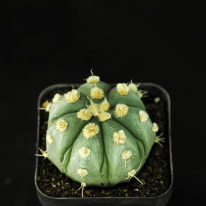 NooElec Seeds India All Seasons Astrophytum Asterias Ooibo Succulent Seed