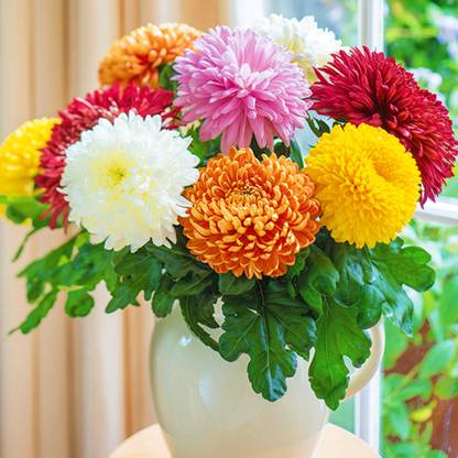 Tim Tim Agro Chrysanthemum 'Garden Mums' Collection - Hybrid Pack of 5000 Seed