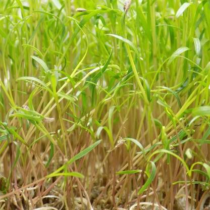 CYBEXIS YELLOW CARROT MICROGREENS SEEDS800 Seeds Seed
