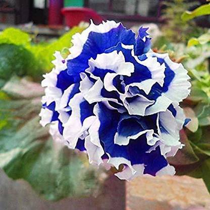 CYBEXIS Petunia Flower Plant for Garden Seed