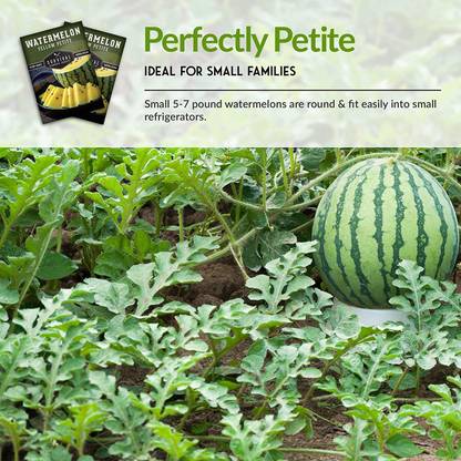 VibeX KGF -20 - Yellow Petite Watermelon - (150 Seeds) Seed
