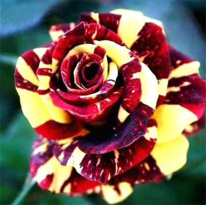 VibeX ® XXL-512 Double Petal Rose Mixed Color Seeds Seed