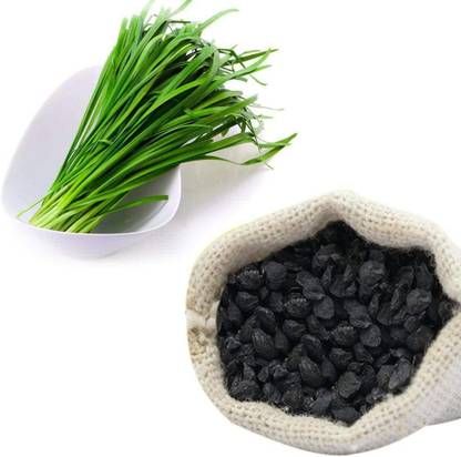 VibeX LX-47 - Garlic Asian Chinese Chives - (250 Seeds) Seed