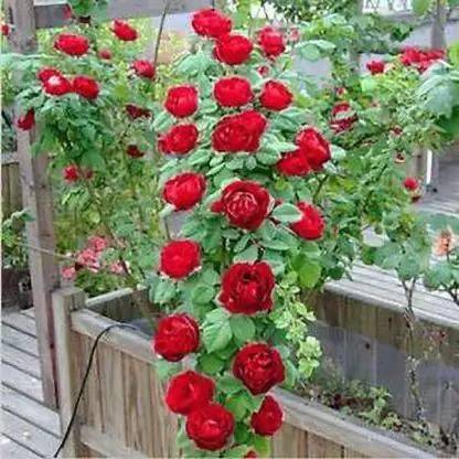 MAA Rose, Flower seeds Seed