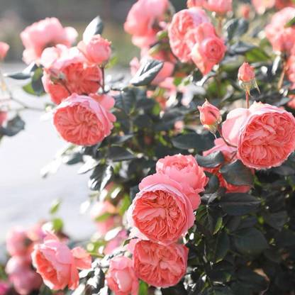 VibeX Rose “Xia Ri Hua Huo” Rose Seed