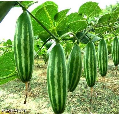 BDSresolve Pointed gourd seeds/parwal seeds/potol seeds Seed
