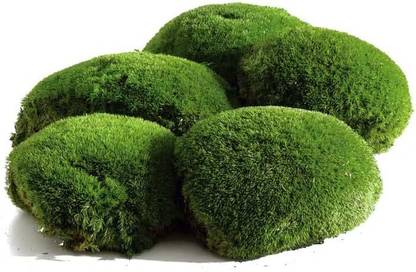 Plantswale Plantswale Moss Bun Moss Cushion Moss Natural Green Decorative Real Seed
