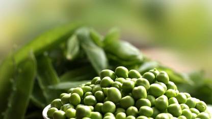 Qualtivate XXX-9A Sugar Pea 45 Days Snap Vine Seed