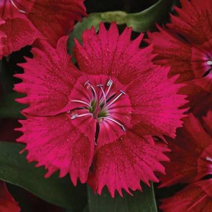 CYBEXIS Dianthus Ideal select red Seed