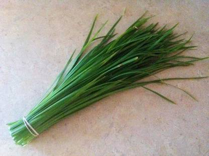 Qualtivate XXX-1A Chinese Chives Vegetable Seeds Seed