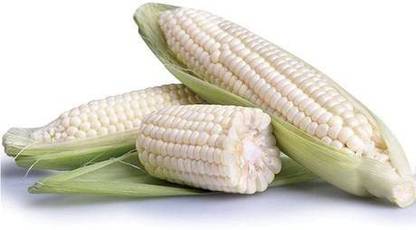 CYBEXIS XLR-74 - Waxy White Corn Vietnamese Bap NEP Nu - (2250 Seeds) Seed