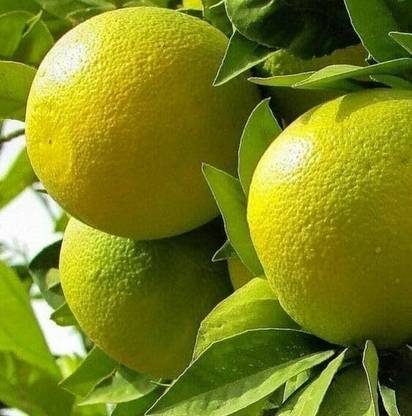 Aywal Mosambi Citrus Limetta -Indian Sweet Seed
