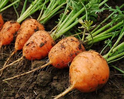 VibeX XLL-18 - Round Carrots for Small Spaces - (250 Seeds) Seed