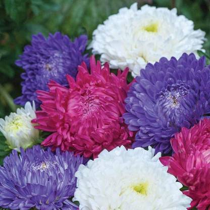 CYBEXIS Aster 'Milady Mixed' Seeds Half-Hardy Annual Garden Seed