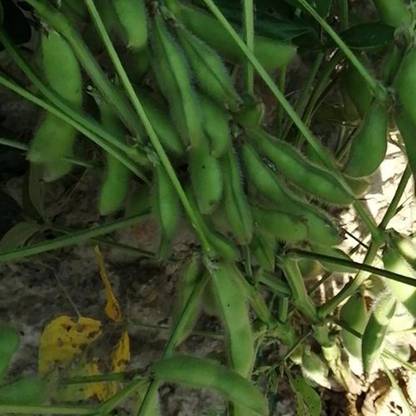 KNESSiN Green Bush Bean Seed