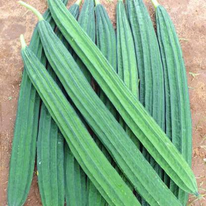 WILLVINE HUA-319 Small Ridge Gourd , देसी सरपुतिया बीज , सतपुतिया बीज Seed