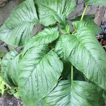URRO Seeds Amaranthus Viridis Green Amaranth Big Leaf Seed