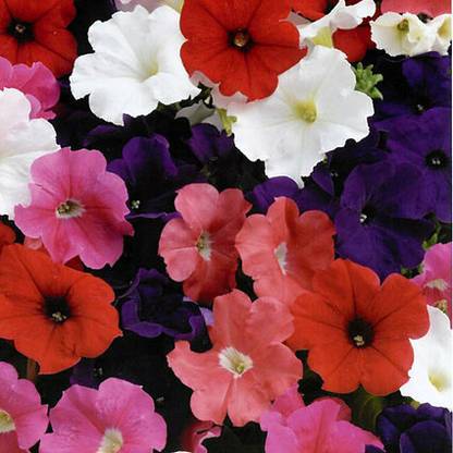 XOLDA Exotic petunia Seed