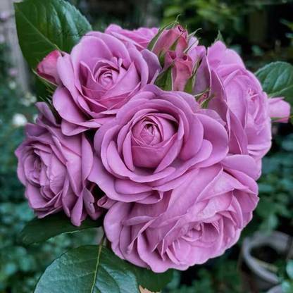 VibeX Rose “Mercury King Terrazza” Lavender Rose Seed