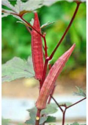 greenfarm NXC- Long Okra Seeds / Bhindi Seeds/ Best Quality , 150 X Seeds , des52 Seed