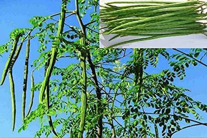 VibeX ® LXI-236 DRUMSTICK/SAIJAN PKM 1 VARIETY Seed
