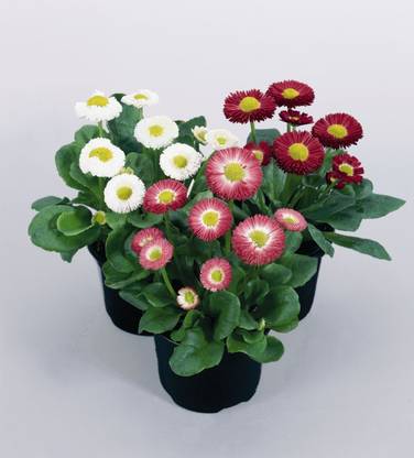 CYBEXIS PUAS-9 - Daisy Flower - (60 Seeds) Seed