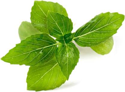WILLVINE NDIR-14 Non GMO Basil Cinnamon Seed