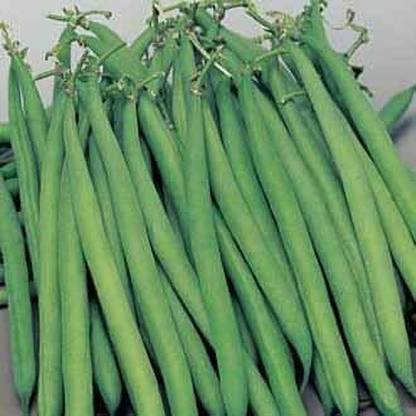 Aywal Green 'Domino' French Beans Seed