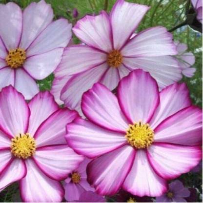 VibeX XLR-6 - Capriola Cosmos Flower - (30 Seeds) Seed