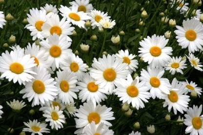 VibeX XL-97 - Shasta Daisy - (60 Seeds) Seed