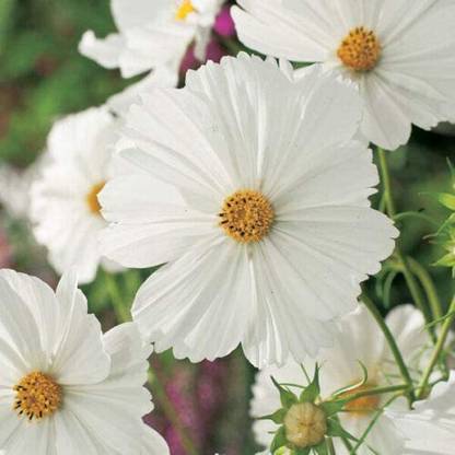 CYBEXIS White Cosmos Flower Seeds Seed