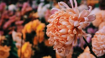 Vista chrysanthemum “mum” Flower Seed