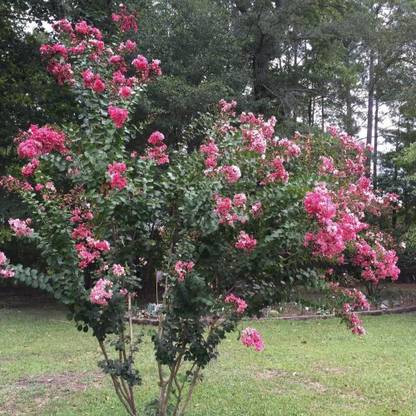 VibeX ® RXI-604 Peppermint Lace Crape Myrtle Seed