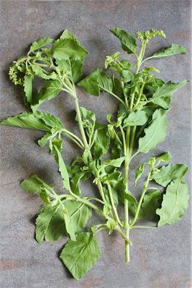 WILLVINE PAU-131 Green Leaf Thai Holy Basil Seed